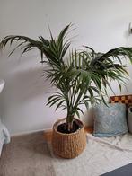 Mooie kamerplant palm in mand, Huis en Inrichting, Kamerplanten, Ophalen, 100 tot 150 cm, Palm, Halfschaduw