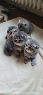 Britse korthaar, Dieren en Toebehoren, Katten en Kittens | Raskatten | Korthaar, Meerdere dieren, Ontwormd