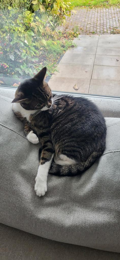 Kat gratis op te halen, Dieren en Toebehoren, Katten en Kittens | Raskatten | Korthaar, Kater, 3 tot 5 jaar, Ontwormd, Ingeënt