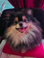 Pomeriaan met stamboom, Reu, 1 tot 2 jaar, Eén hond, Nederland