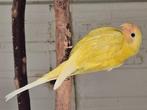 Pruimkoppen, Dieren en Toebehoren, Vogels | Parkieten en Papegaaien, Meerdere dieren, Parkiet