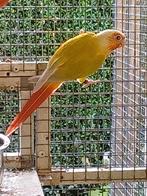Pyrrhura molinae suncheek, Meerdere dieren, Parkiet, Geringd