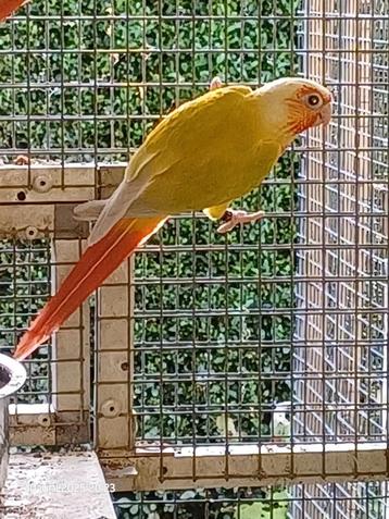 Pyrrhura molinae suncheek beschikbaar voor biedingen
