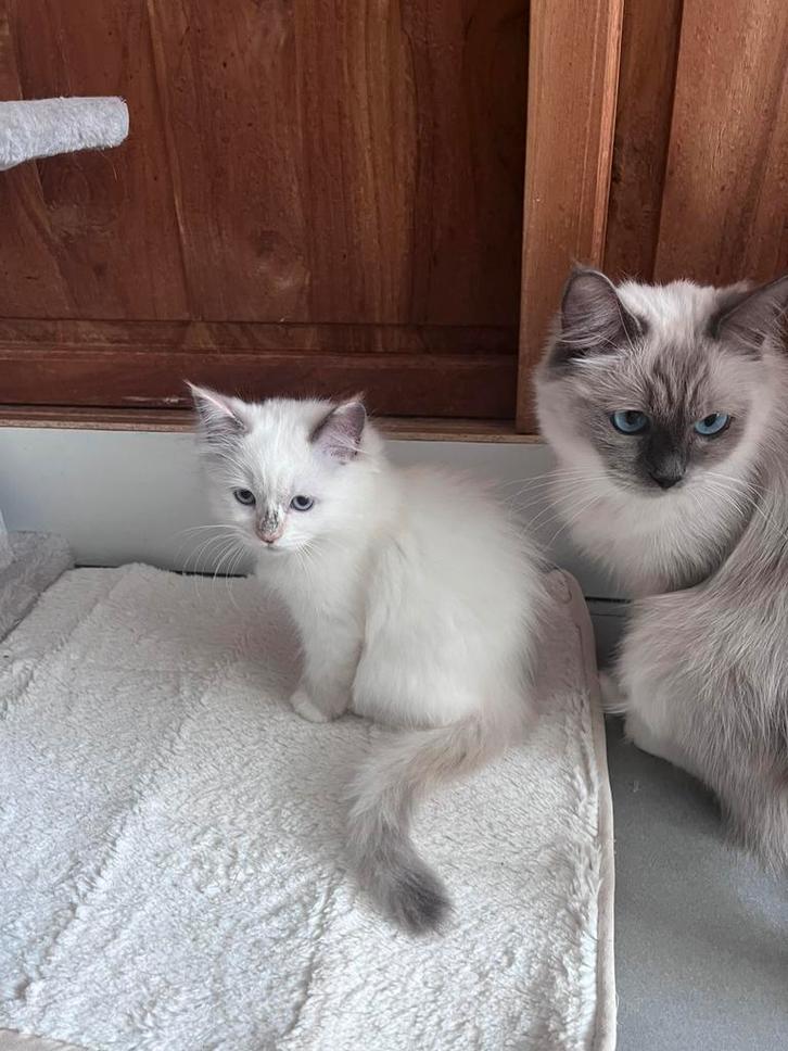 Ragdoll kitten, Dieren en Toebehoren, Katten en Kittens | Raskatten | Langhaar, Meerdere dieren, 0 tot 2 jaar, Ontwormd