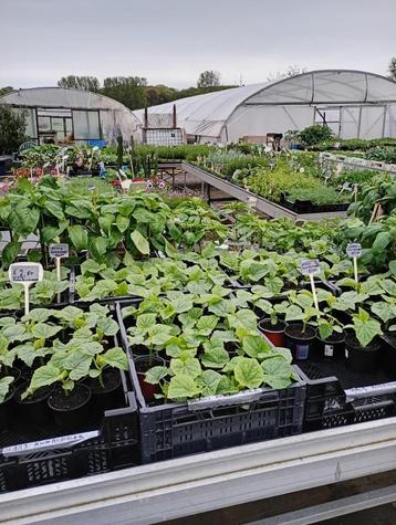 Diverse groente en kruidenplanten beschikbaar voor biedingen