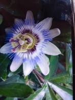 Prachtige Passiebloemen stekken, zeer goed geworteld., Tuin en Terras, Planten | Tuinplanten, Ophalen of Verzenden, Zomer, Overige soorten