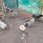 GEZOCHT: twee jonge australorp kippen (ongevaccineerd), Dieren en Toebehoren, Pluimvee, Vrouwelijk, Kip