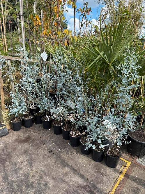 Eucalyptus 2 soorten gunny hoog 75/100 pst 9,95, Tuin en Terras, Planten | Tuinplanten, Vaste plant, Overige soorten, Volle zon