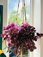 Mooie hangplant te koop, Huis en Inrichting, Kamerplanten, Ophalen, 100 tot 150 cm, Overige soorten, In pot