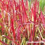 Imperata Red Baron japans bloedgras - afhaal aanbieding., Tuin en Terras, Planten | Tuinplanten, Ophalen, Overige soorten, Halfschaduw