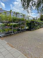 Roan's tuinplanten en heesters, 7 dgn per week open, Ophalen