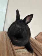 konijntje, Dieren en Toebehoren, Mannelijk, Klein, 0 tot 2 jaar