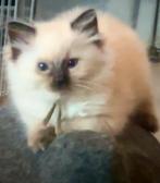 Heerlijke Ragdoll knuffels met stamboom, Dieren en Toebehoren, Meerdere dieren, Gechipt, 0 tot 2 jaar