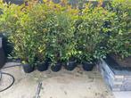 5 x Glansmispel (Photinia fraseri 'Red Robin') ca. 170 cm hg, Tuin en Terras, Planten | Struiken en Hagen, Ophalen, Overige soorten