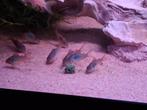 Mooie Aeneus, Bronze corydora jonge, Dieren en Toebehoren, Vissen | Aquariumvissen, Vis, Zoetwatervis, Schoolvis