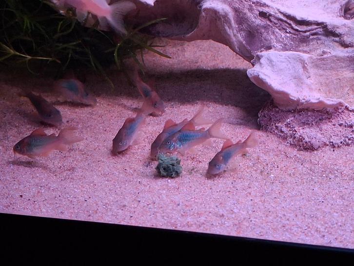 Mooie Aeneus, Bronze corydora jonge, Dieren en Toebehoren, Vissen | Aquariumvissen, Zoetwatervis, Vis, Schoolvis