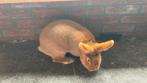 Ras konijn trianta meer dieren beschikbaar, Dieren en Toebehoren, Reptielen en Amfibieën, Slang, 0 tot 2 jaar