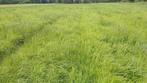 2de sneed gras 79 ronde balen, Dieren en Toebehoren, Ophalen