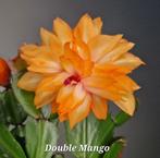 Zeldzame Schlumbergera Double Mango/ lidcactus nr 1, Overige soorten, In pot, Minder dan 100 cm, Bloeiende kamerplant