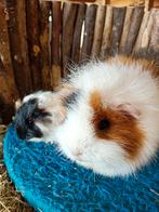Ch teddy cavia, Dieren en Toebehoren, Knaagdieren, Cavia, Vrouwelijk, November, Tam
