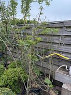 Slaapbomen stuiken meerstammig roze hoog rond 175 cm in pot, Tuin en Terras, Planten | Bomen, Ophalen