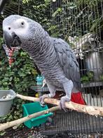 Schijndel, Dieren en Toebehoren, Vogels | Parkieten en Papegaaien, Mannelijk, Papegaai, Geringd