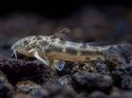 Corydora Aspidoras spilotus - Koidream Valburg