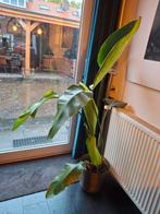 Strelitzia Nicolai MET POT - Paradijsvogelplant 1.5m, Ophalen of Verzenden