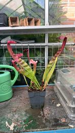Sarracenia H82 vleesetende plant, Tuin en Terras, Planten | Tuinplanten, Ophalen, Zomer, Volle zon