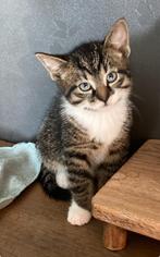 Kittens kitten katertje, Poes, Ontwormd