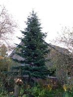 Mooie kerstboom Nordman, Ophalen, Halfschaduw, Overige soorten, 400 cm of meer