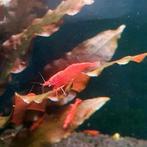 High Grade Orange Sakura Sunkiss Garnalen🔥SALE🔥🦐🧡, Dieren en Toebehoren, Vissen | Aquariumvissen, Kreeft, Krab of Garnaal
