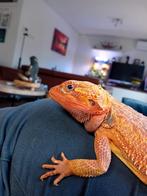 Baardagaam, Dieren en Toebehoren, Hagedis, Tam, 0 tot 2 jaar