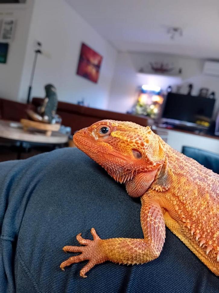 Baardagaam, Dieren en Toebehoren, Reptielen en Amfibieën, Hagedis, 0 tot 2 jaar, Tam