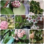 De laatste Hoya stekjes...., Huis en Inrichting, Kamerplanten, Ophalen of Verzenden, Overige soorten, Minder dan 100 cm