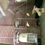 Kanarie,s, Meerdere dieren, Kleurkanarie
