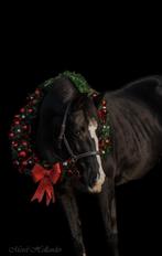 Te koop aangeboden: lieve merrie 20 jaar Goodtimes x Tangelo, Dieren en Toebehoren, Paarden, Merrie, Zadelmak, 160 tot 165 cm