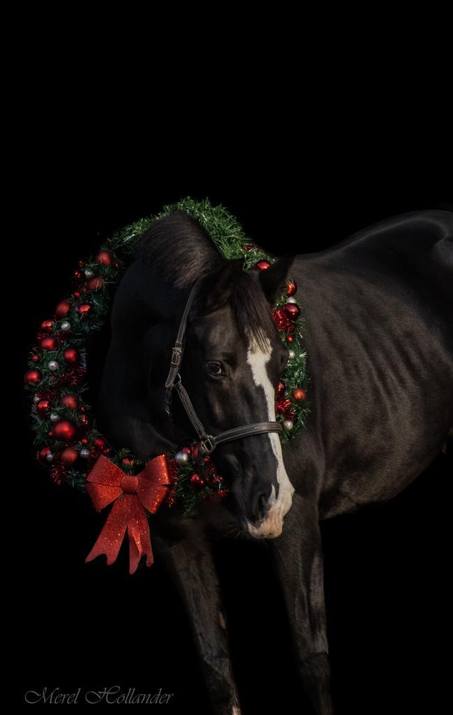 Te koop aangeboden: lieve merrie 20 jaar Goodtimes x Tangelo, Dieren en Toebehoren, Paarden, Merrie, Zadelmak, 160 tot 165 cm