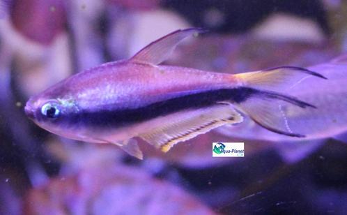 Keizertetra, Dieren en Toebehoren, Vissen | Aquariumvissen, Zoetwatervis, Vis, Schoolvis