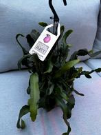Epiphyllum guatemalense monstruosa, Ophalen, Overige soorten, Minder dan 100 cm