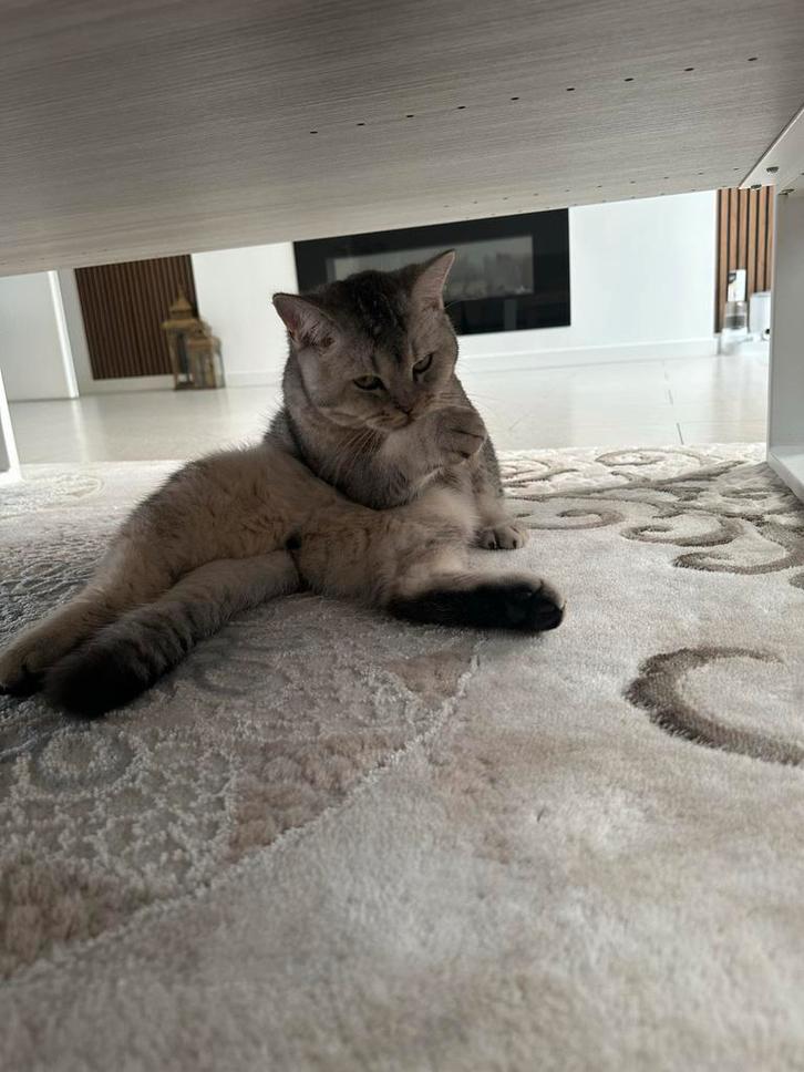 Britse kort haar Kitten mannetje heet motje, Dieren en Toebehoren, Katten en Kittens | Overige Katten, Kater, 0 tot 2 jaar