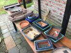 Bonsai schalen, Tuin en Terras, Planten | Bomen, Ophalen