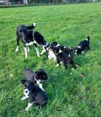 Border collie pups, Dieren en Toebehoren, 8 tot 15 weken, Collie, CDV (hondenziekte), Meerdere
