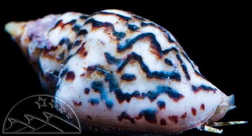 Dove snail - Columbella mercatoria, Dieren en Toebehoren, Vissen | Aquariumvissen, Zoutwatervis, Slak of Weekdier, Schoolvis