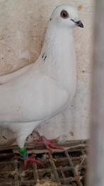 Wener,   hoogvliegers., Dieren en Toebehoren, Meerdere dieren, Overige soorten