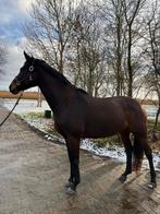 Fraaie merrie van Gotcha-Utopia, Dieren en Toebehoren, Paarden, Merrie, Gechipt, Dressuurpaard, 7 tot 10 jaar