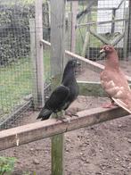 Kruising zwart 2x, Dieren en Toebehoren, Vogels | Duiven, Geslacht onbekend, Overige soorten