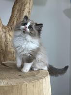 Zeer mooie ragdoll kittens (met stamboom), Dieren en Toebehoren, Katten en Kittens | Raskatten | Langhaar, Meerdere dieren, Gechipt