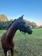 Lease D pony aangeboden, Verzorging of Verzorgpony's