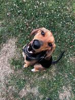 Op zoek naar een liefdevol nieuw thuis voor onze hond, Dieren en Toebehoren, Particulier, Overige rassen, CDV (hondenziekte), 1 tot 2 jaar